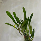 IN BUDS!!! Blc. Dora Louise Capen 'Clifton Two Tone' (Fragrant)