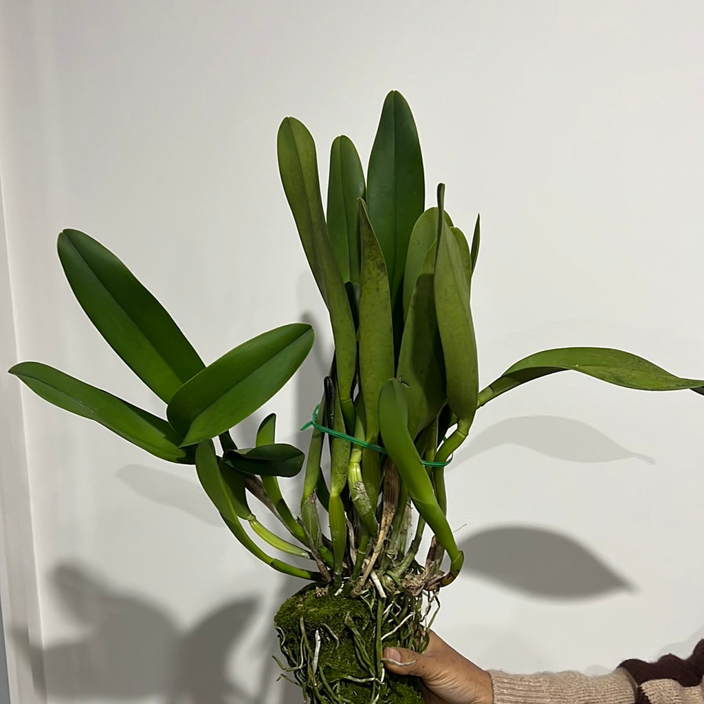 Cattleya Yingluck Redline (Fragrant, Flowering SIZE)