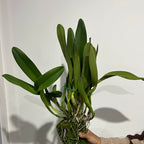 Cattleya Yingluck Redline (Fragrant, Flowering SIZE)