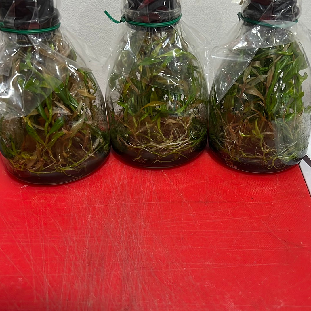 Dendrobium roslii x sib (FLASK/TISSUE CULTURE 25 PLANTS) Secondary image