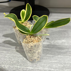 Phalaenopsis Sogo Yenlin Coffee (Variegated Miniature)