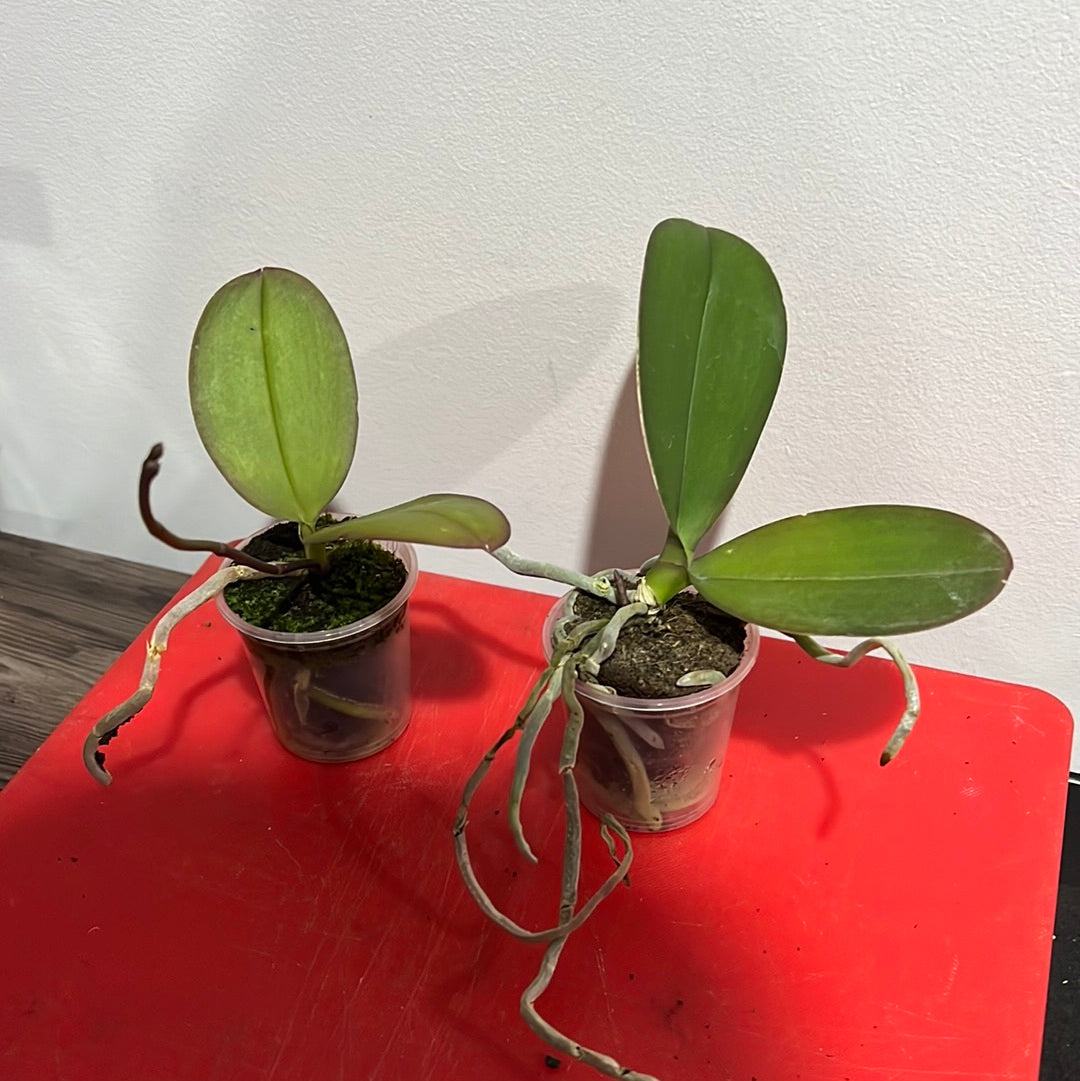 IN SPIKE! Phalaenopsis Art Nouveau (Healthy Mericlone) Secondary image