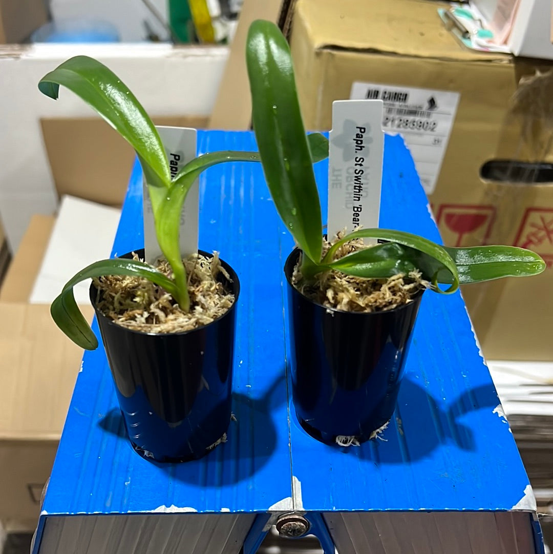 Paph. St Swithin 'Bear-1' x Paph. Wossner Black Wings 'Bear' (RARE MULTIFLORAL TYPE)
