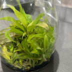 Philodendron 'Golden Crocodile' FLASK (25+ seedlings)
