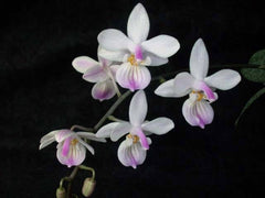 (Flowering Now) Fragrant Phalaenopsis Lindenii  A Rare Species From Philippines