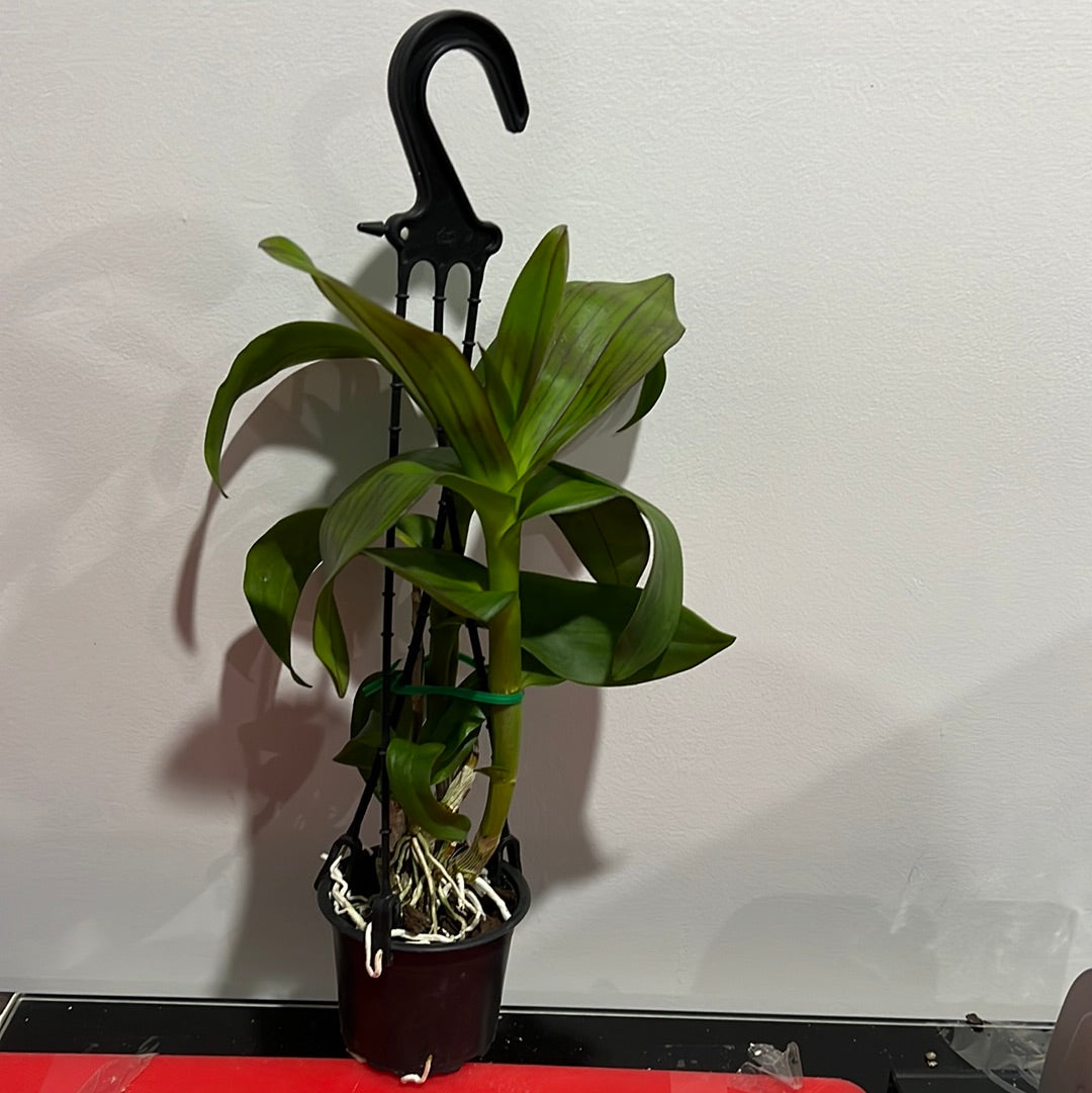 Dendrobium Senberry (Flowering Size Hardcane) Secondary image