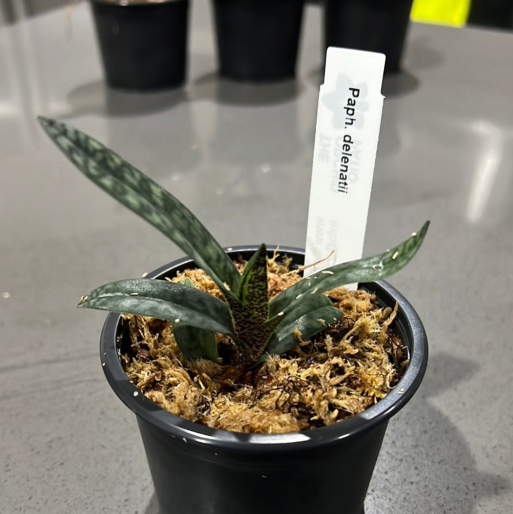 Paphiopedilum delenatii (RARE Mottled Species)