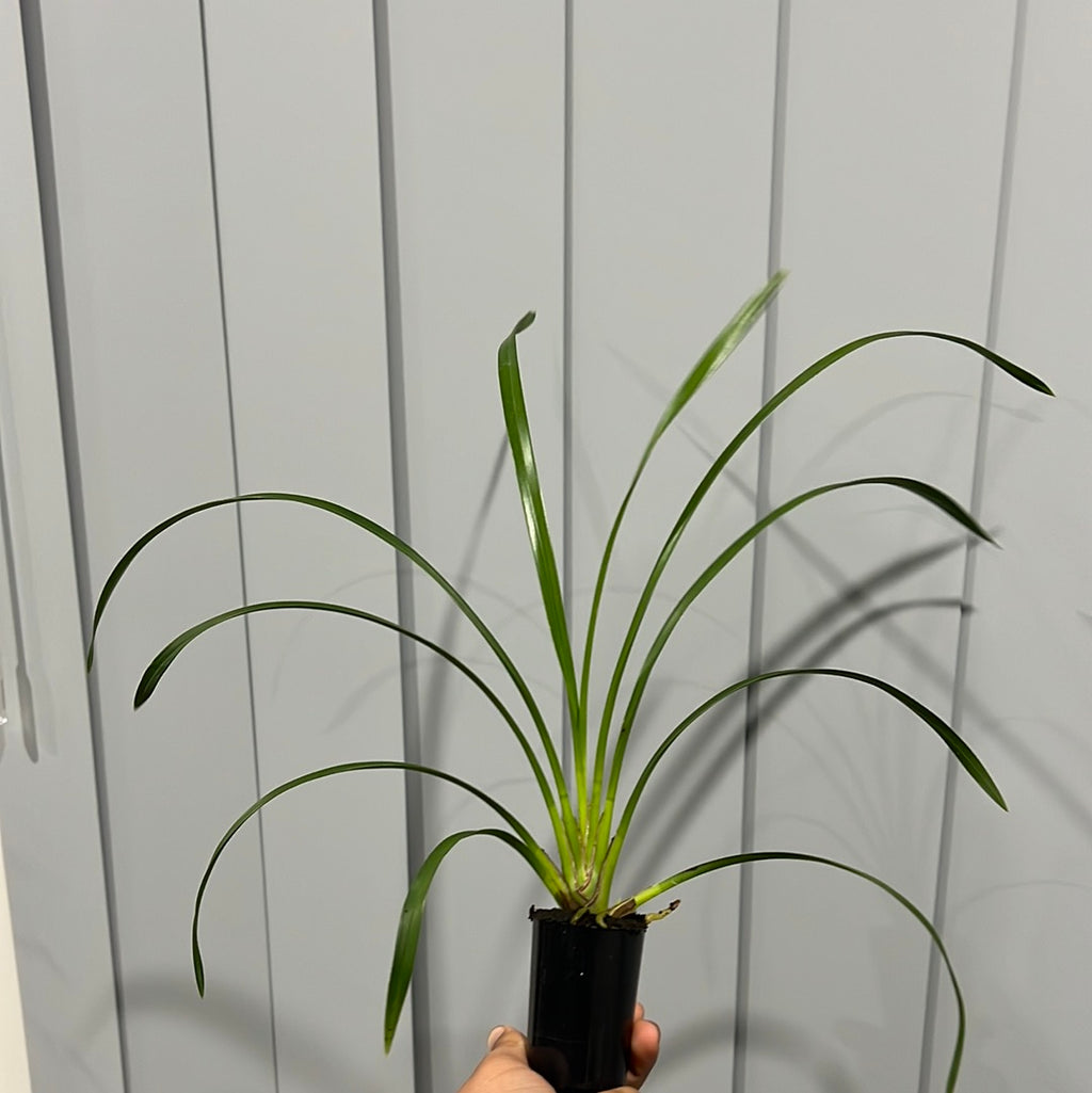 Cymbidium Lucens Flavo (Pure Yellow)