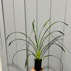 Cymbidium Lucens Flavo (Pure Yellow)