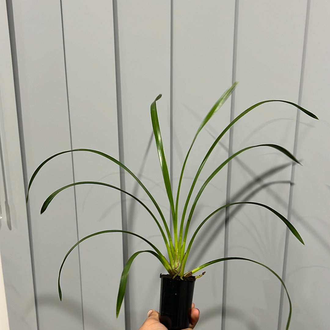 Cymbidium Lucens Flavo (Pure Yellow)