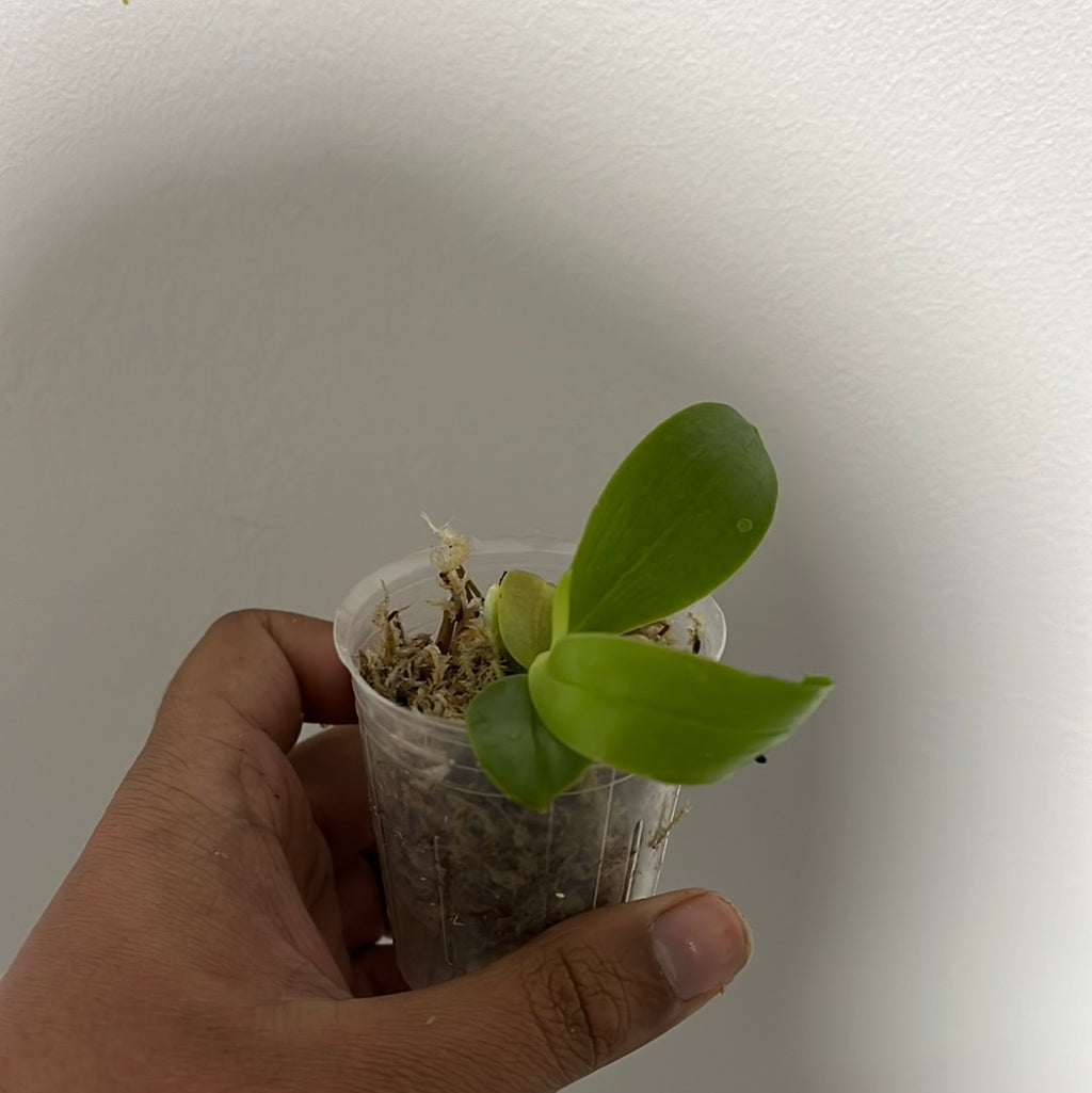 Phalaenopsis Valentinii 'Red' (Rare)