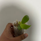 Phalaenopsis Valentinii 'Red' (Rare)
