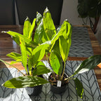 Stanhopea Jenischiana (Fragrant Species)