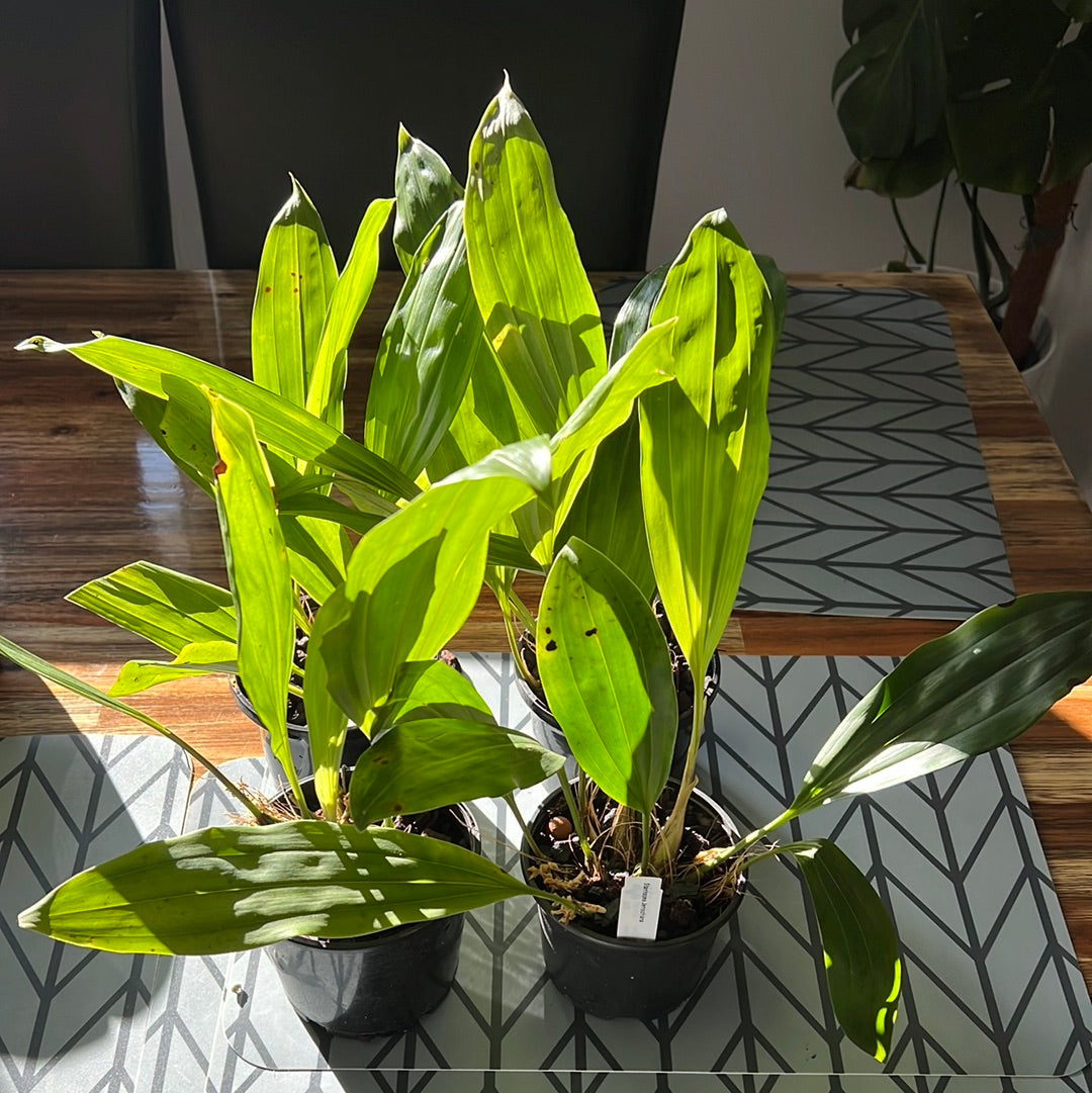 Stanhopea Jenischiana (Fragrant Species)