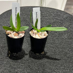 Sedirea japonica v. blanc x sib (Fragrant Species From Japan )