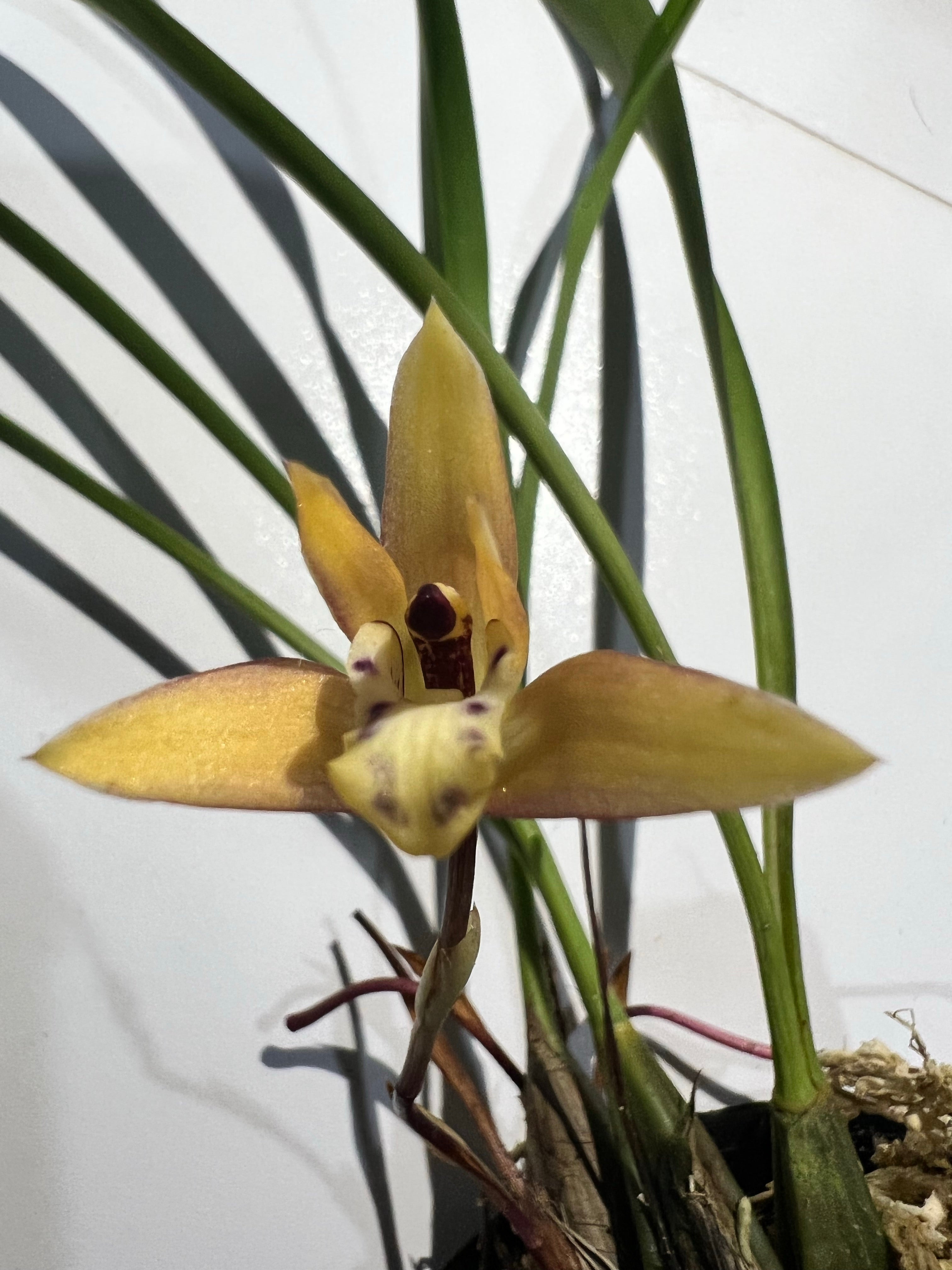 Maxillaria sp. from Brazil Main image