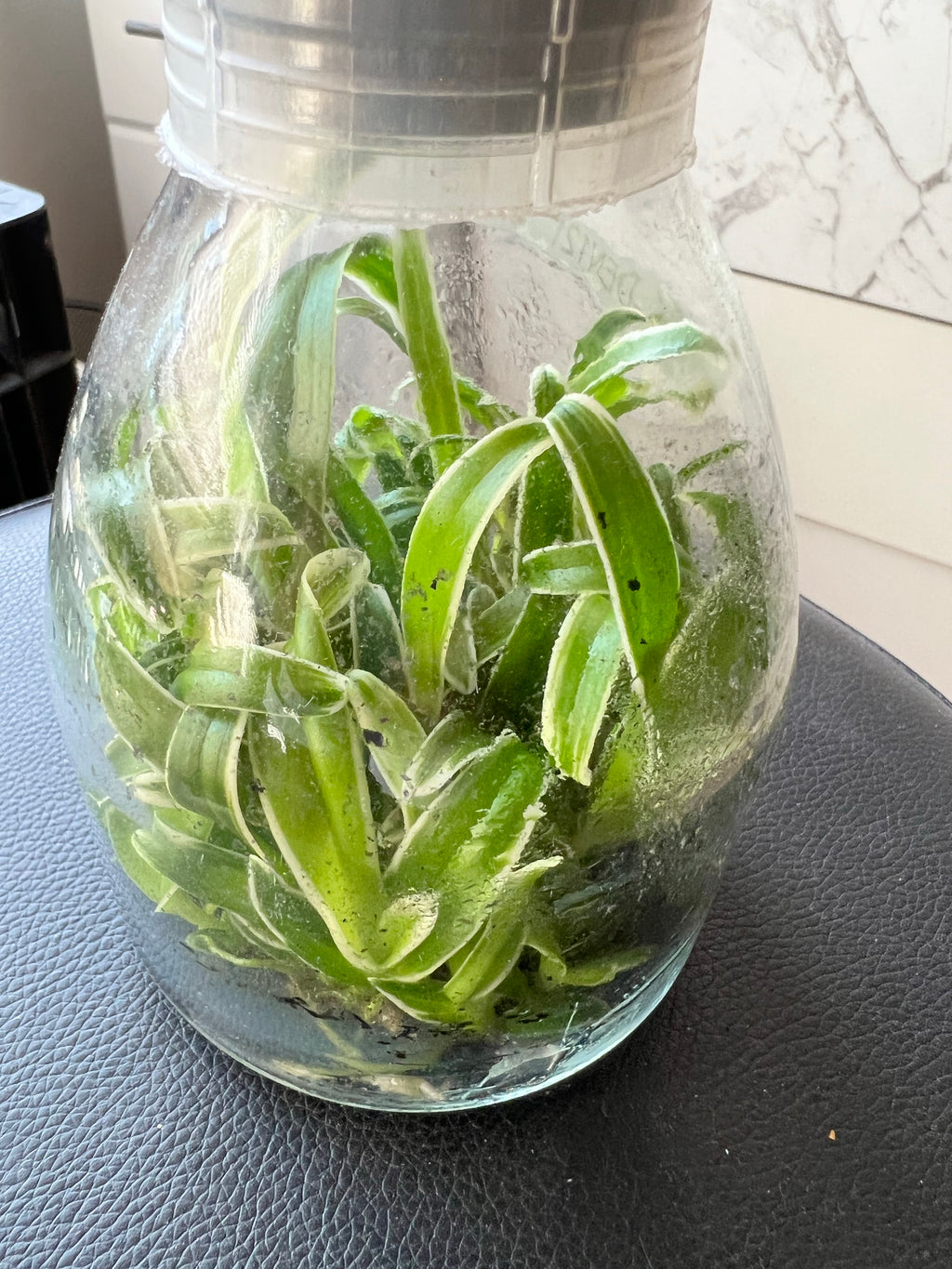 TOP Flask - Dendrobium 'Dragon Fly' Variegated