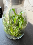 TOP Flask - Dendrobium 'Dragon Fly' Variegated