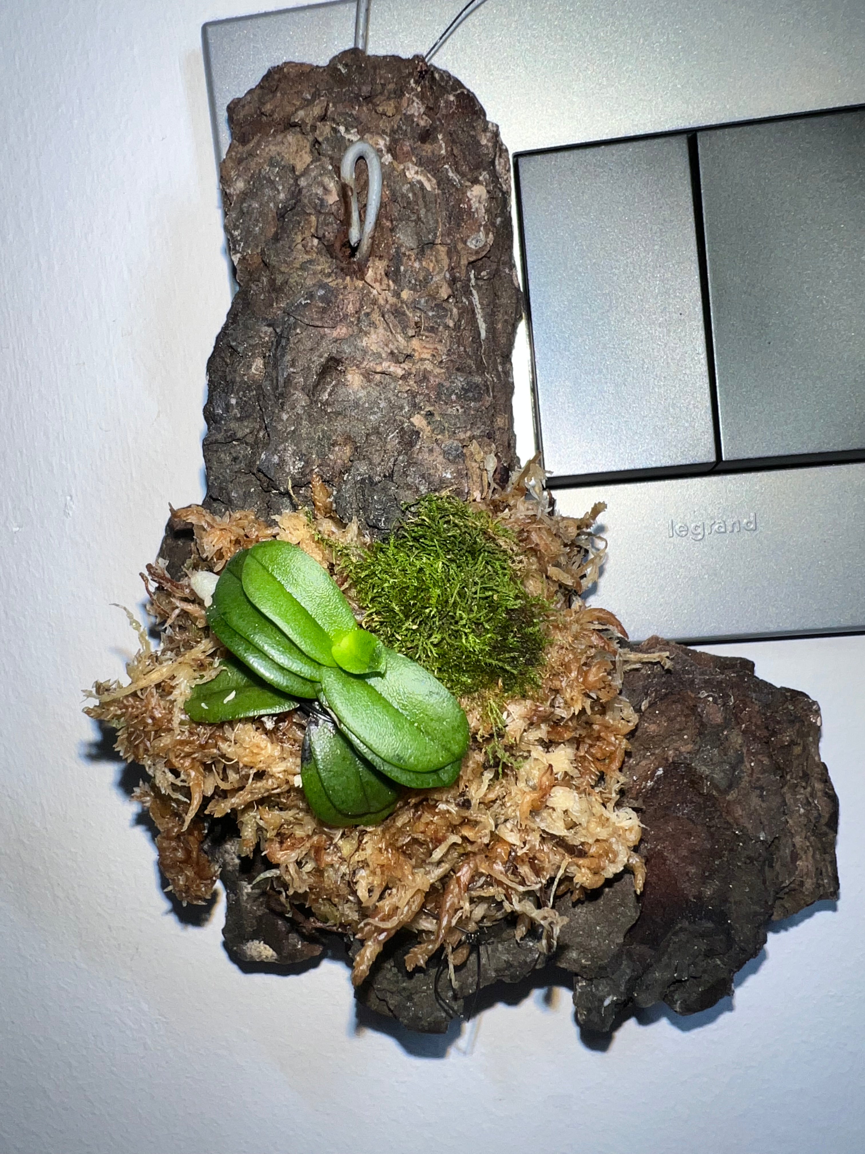 Schoenorchis Fragrans (HARD TO FIND SPECIES) Secondary image