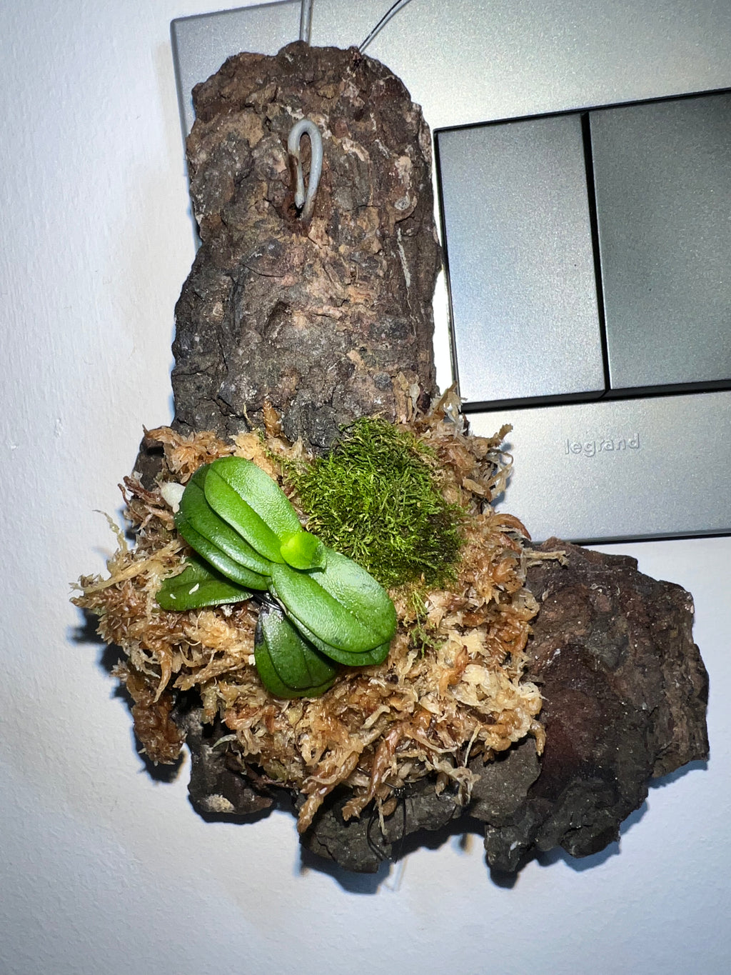 Schoenorchis Fragrans (HARD TO FIND SPECIES)