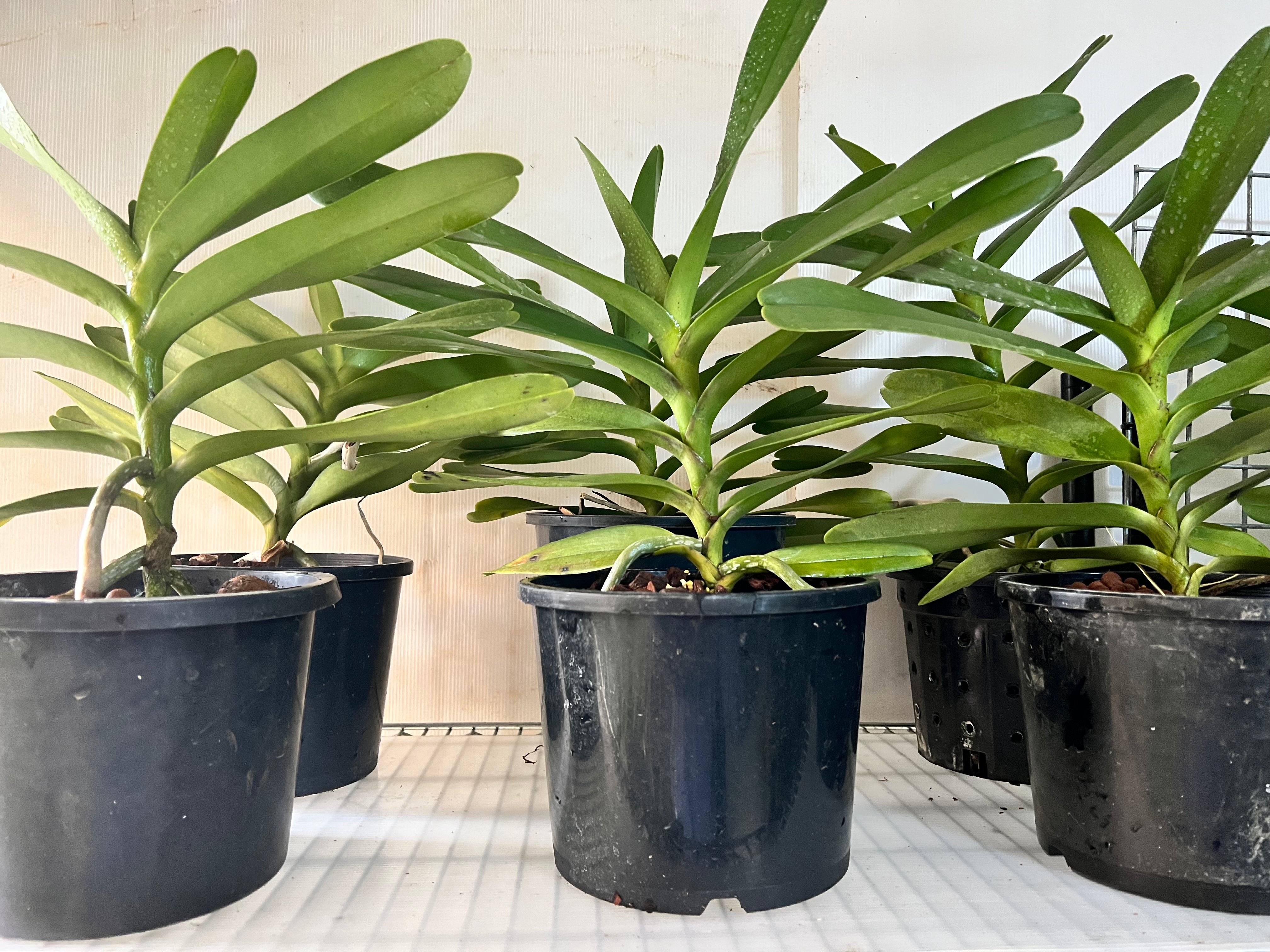 RENANSTYLIS BANGKOK BEAUTY (HUGE FLOWERING SIZE) Secondary image