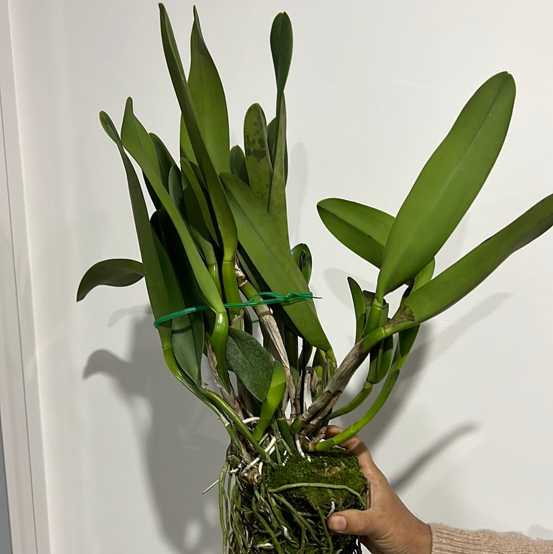 Cattleya Yingluck Redline (Fragrant, Flowering SIZE)