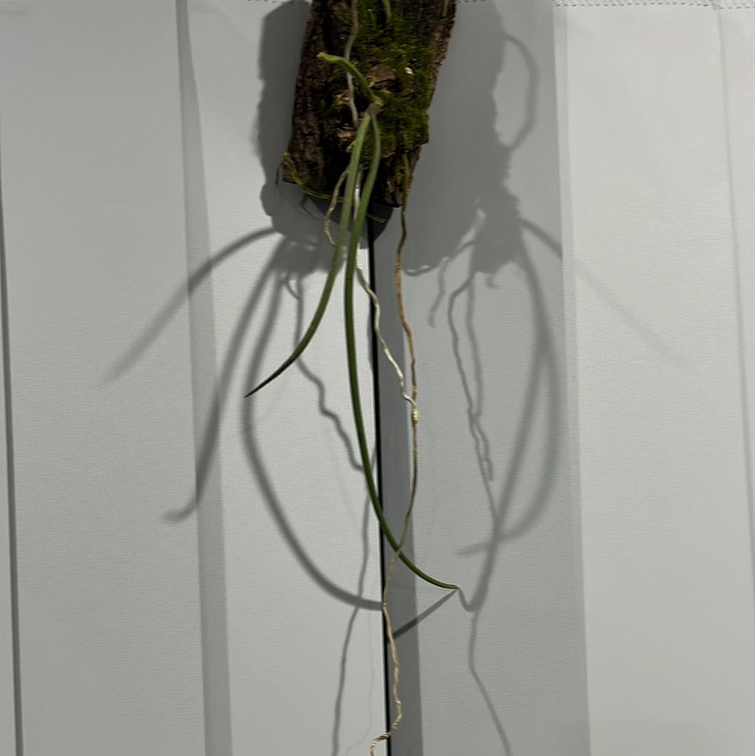 Paraphalaenopsis labukensis (RARE SPECIES FROM BORNEO) Secondary image