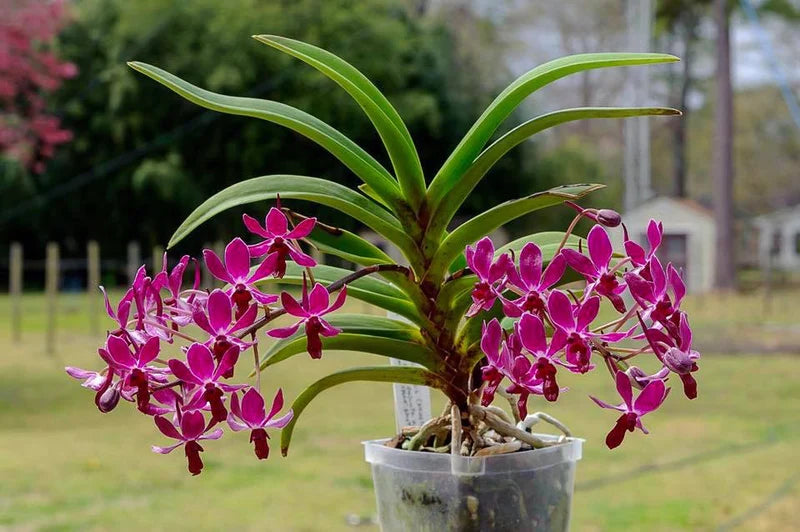 Rhy. gigantea red form x Neofinetia. falcata (Neostylis Pinky)