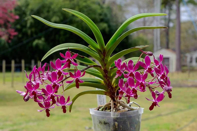 (Fragrant) Neostylis Pinky - Red Form (Rhy. gigantea red form x Neo. falcata)