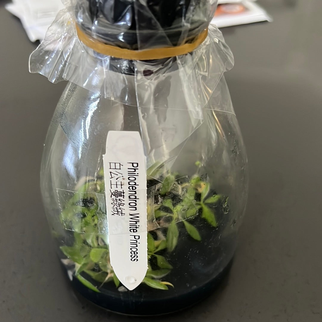 Philodendron ‘White Princess’ FLASK TISSUE CULTURE Secondary image