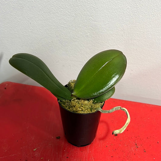 Phalaenopsis Black Magic (Healthy in 50mm pot)