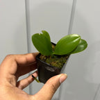 Phalaenopsis rosenstromii - Native Moth Orchid Species