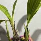 Phaius Lady Ramona Harris ‘Here’s Looking at You’ (BLOOMING SIZE)
