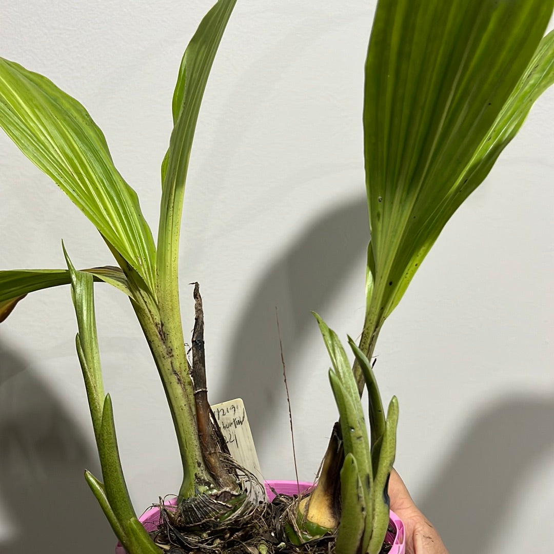 Phaius Lady Ramona Harris ‘Here’s Looking at You’ (BLOOMING SIZE)