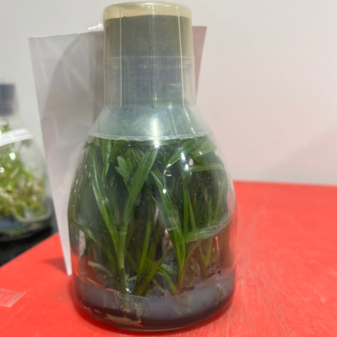Cym. goeringii Hung Jin Da Fu Cui (FLASK/TISSUE CULTURE 25 PLANTS) Secondary image