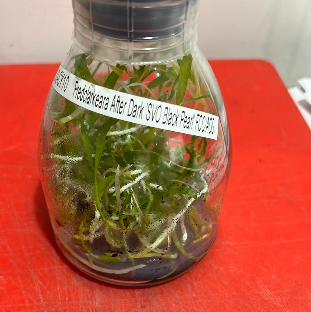 Fredclarkeara After Dark 'Black Pearl' (FLASK/TISSUE CULTURE 25 PLANTS) Secondary image