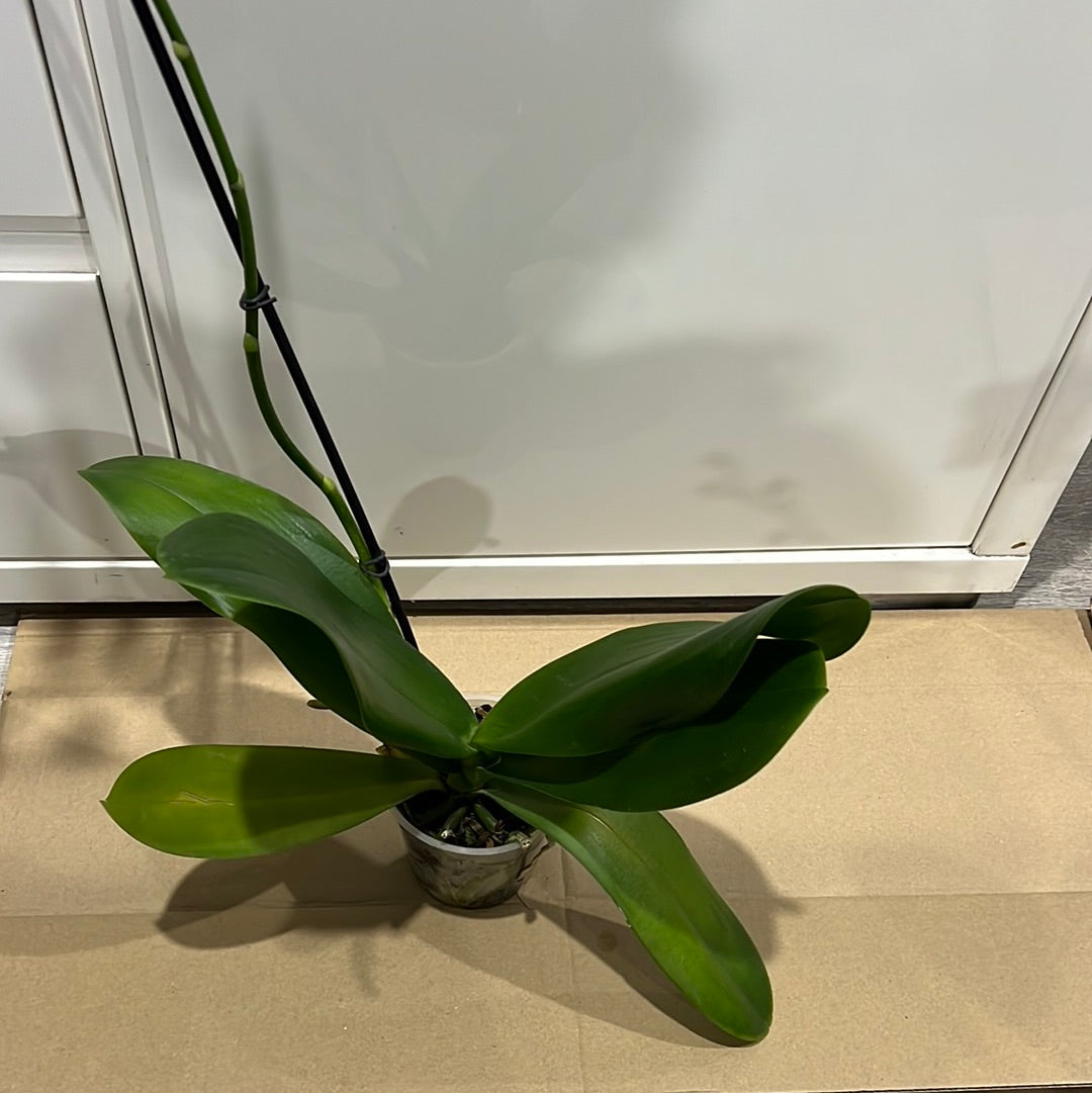 Phalaenopsis Lady Writer (FLOWERING NOW!!!)
