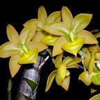 Cycnodes Jumbo Puff