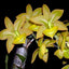 Cycnodes Jumbo Puff