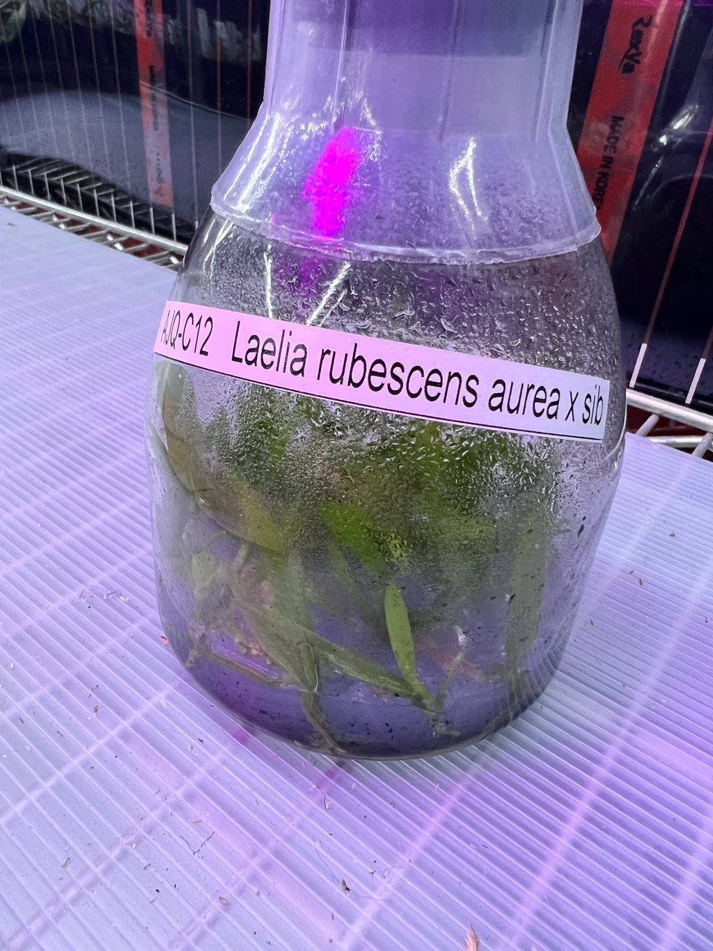 TOP Flask - Laelia rubescens aurea x sib