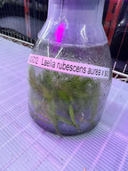 TOP Flask - Laelia rubescens aurea x sib