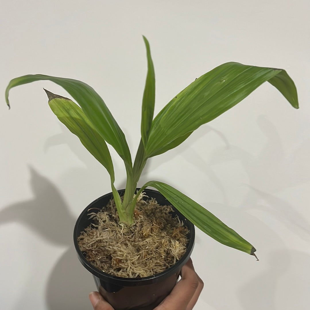 Phaius flavus (Species in 110mm pot) Secondary image