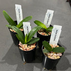 Aerides houlletiana