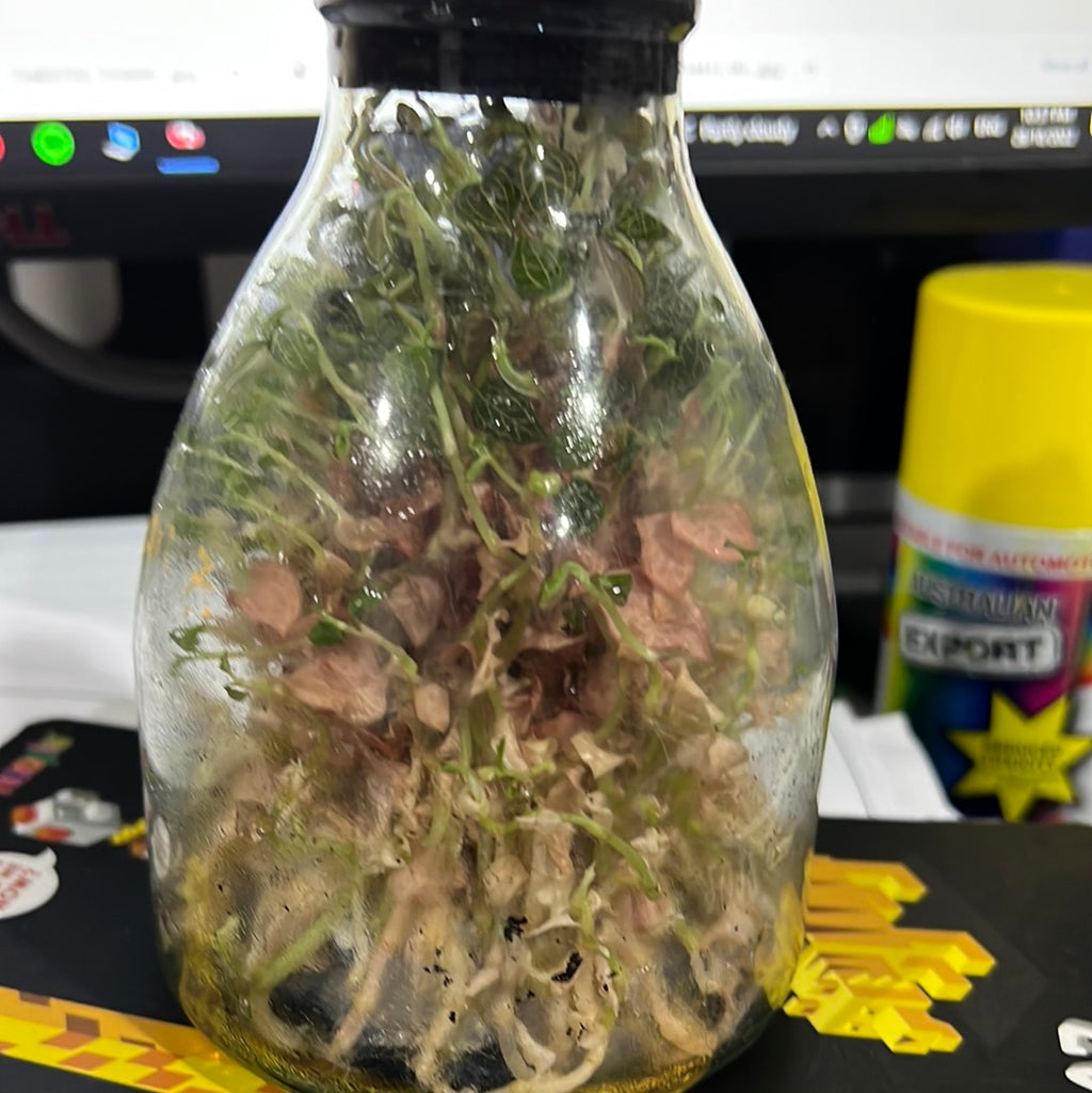 Anoectochilus roxburghii hayata ‘Red stem Pointed leaves’ MERICLONED (FLASK/TISSUE CULTURE 20+ PLANTS)