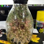 Anoectochilus roxburghii hayata ‘Red stem Pointed leaves’ MERICLONED (FLASK/TISSUE CULTURE 20+ PLANTS)