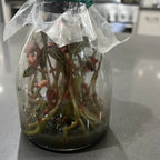 Ludochilus Dominyi x Anoectochilus roxburghii (FLASK/TISSUE CULTURE)