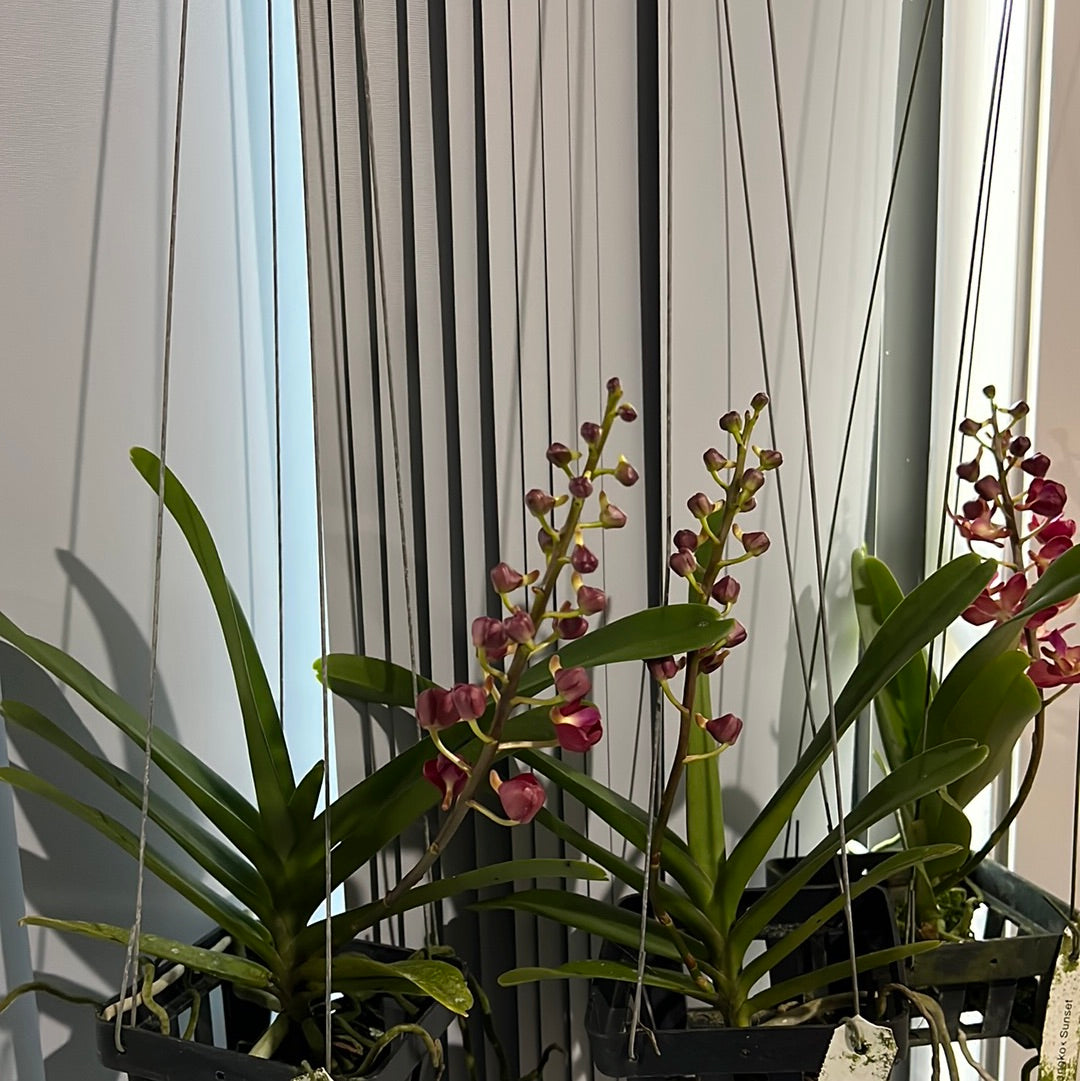 Perreiraara Bangkok Sunset x Ren. Storiei (IN BLOOM) Secondary image