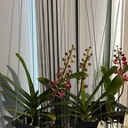 Perreiraara Bangkok Sunset x Ren. Storiei (IN BLOOM)
