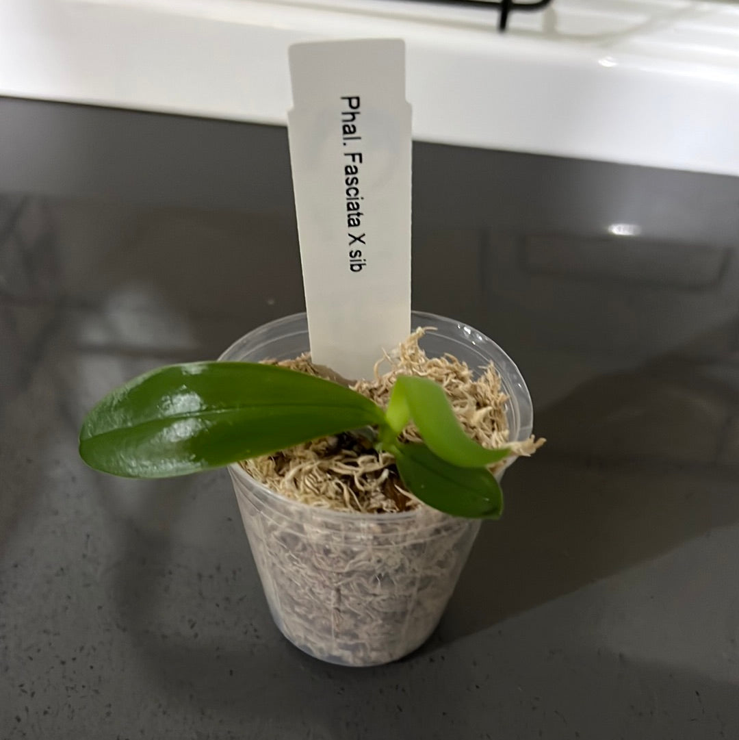 Phalaenopsis fasciata (Species from Philippines)