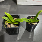Rhynchostylis Gigantea Alba Fragrant